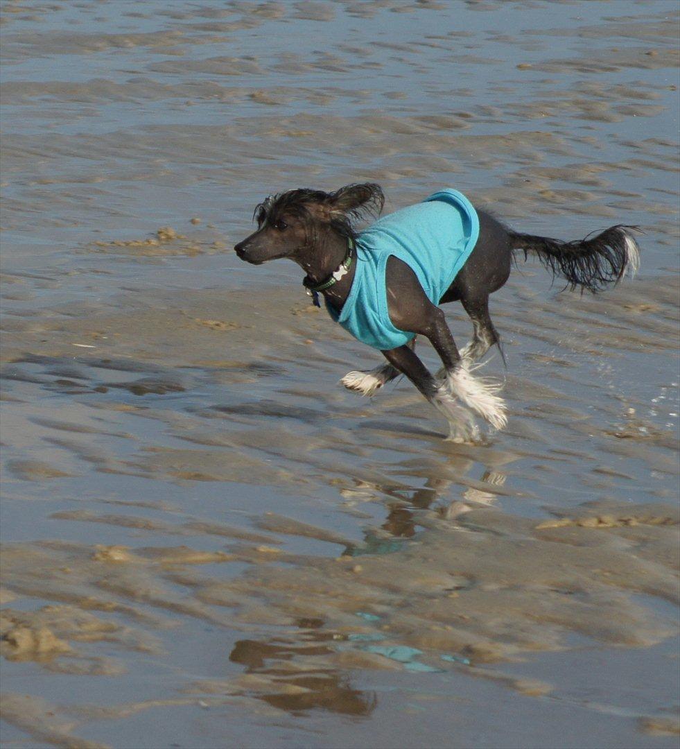 Chinese crested hårløs "Zimba" Valentin Knudsen - 2011 billede 8