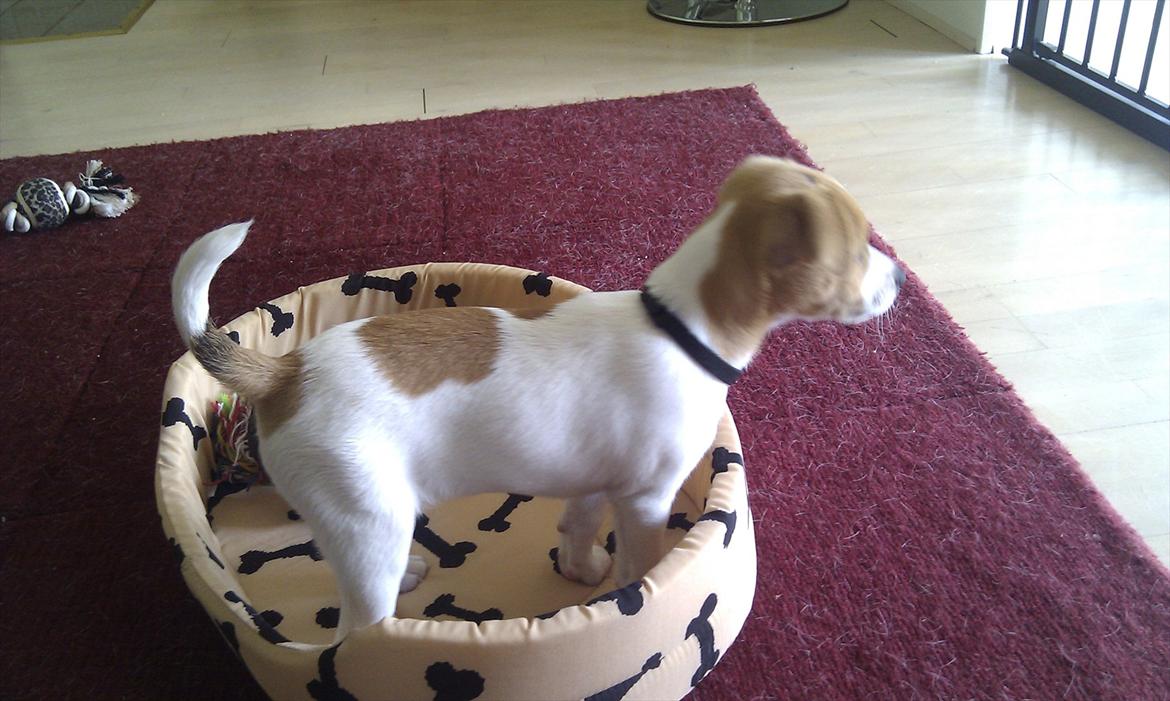 Blanding af racer Cocio - Kigger ud i haven... 9 uger billede 16