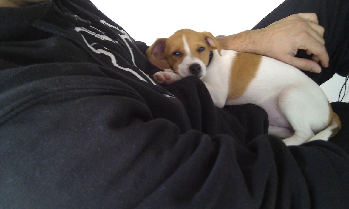 Blanding af racer Cocio - putter hos far... 9 uger billede 17