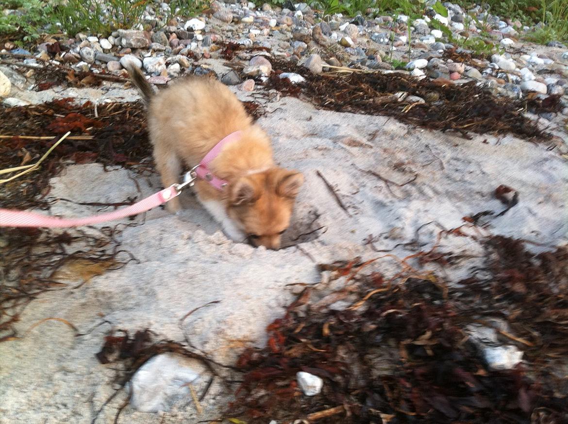 Chihuahua Chi Chi - så skal der graves hul... billede 18