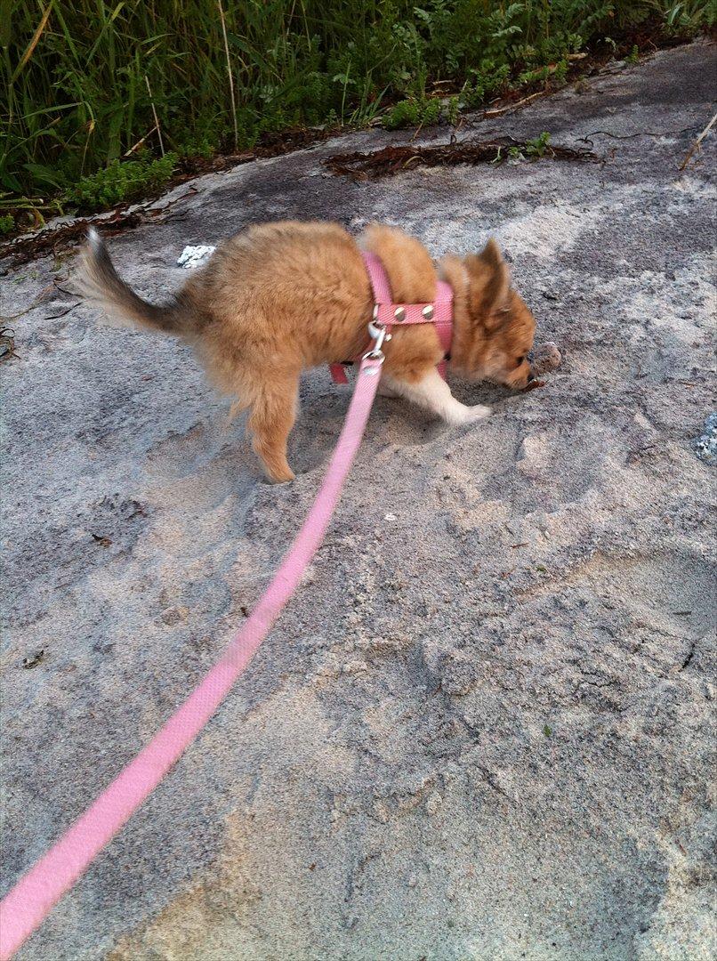 Chihuahua Chi Chi - uuh vi kan godt li at være på stranden billede 19