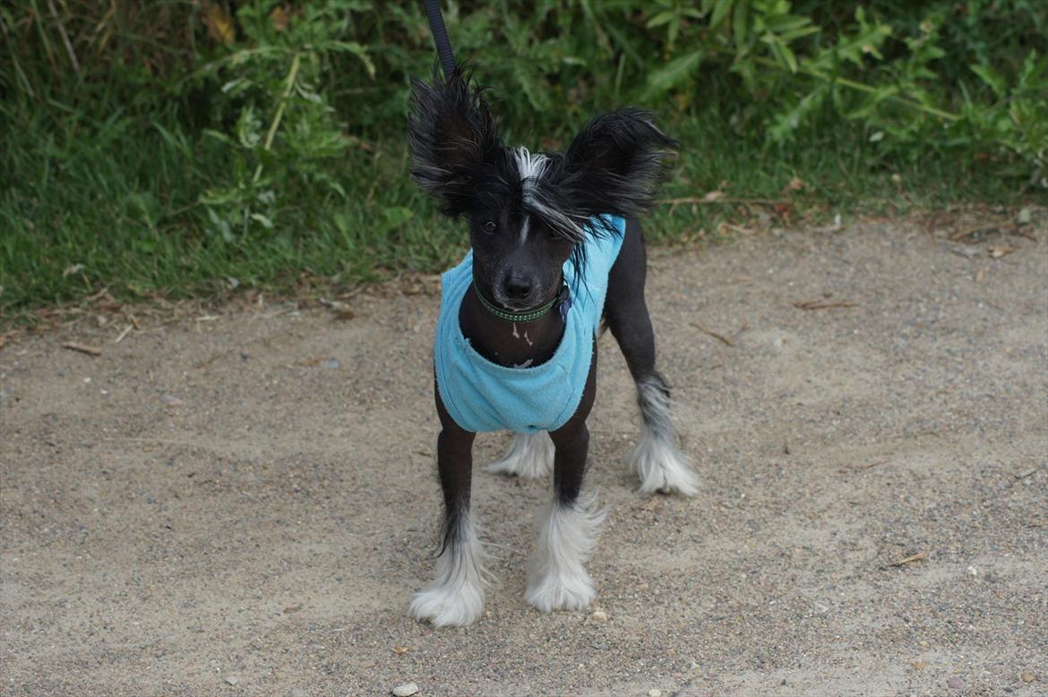 Chinese crested hårløs "Zimba" Valentin Knudsen - 2011 billede 9