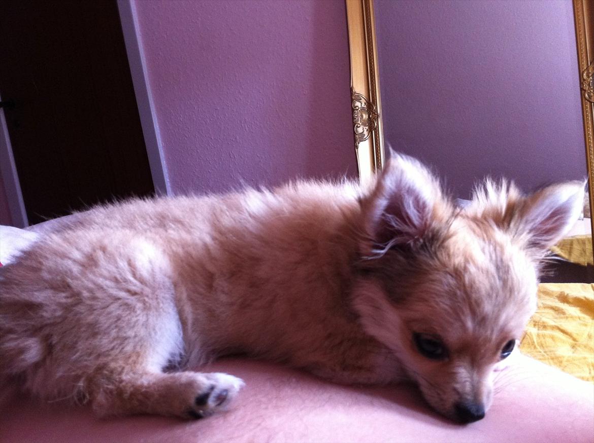 Chihuahua Chi Chi - mm hygge i sengen <3 billede 20