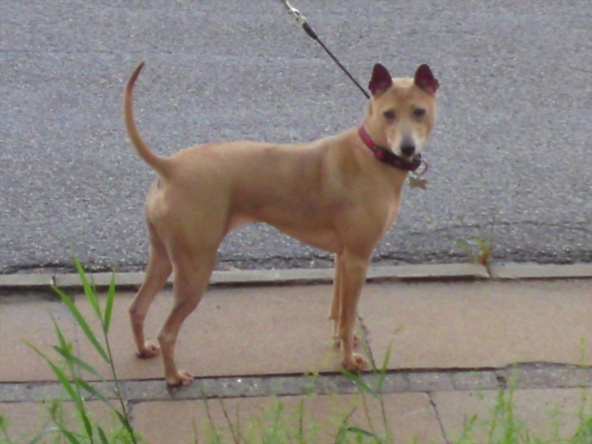 Thai ridgeback dog Djiva  2009-2911  billede 2