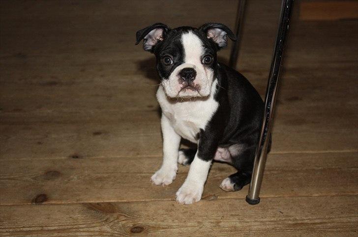Boston terrier Hector billede 1