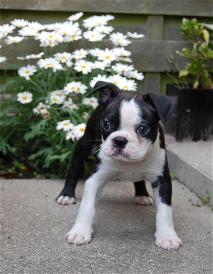 Boston terrier Hector - Hector hos opdrætter. billede 2