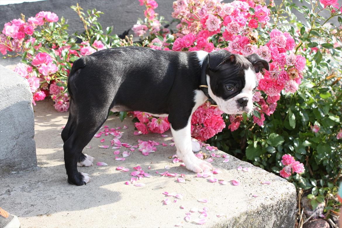 Boston terrier Hector billede 3