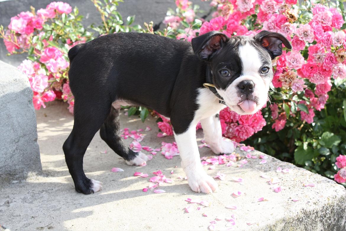 Boston terrier Hector billede 4