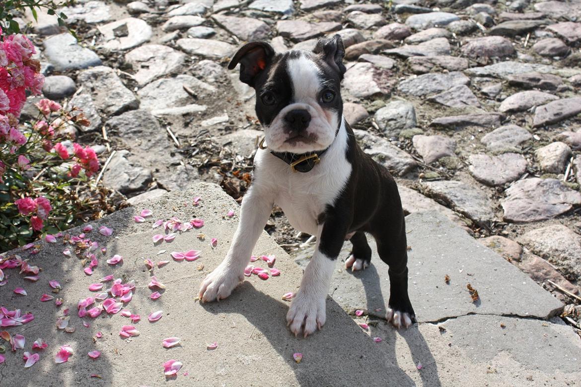Boston terrier Hector billede 5