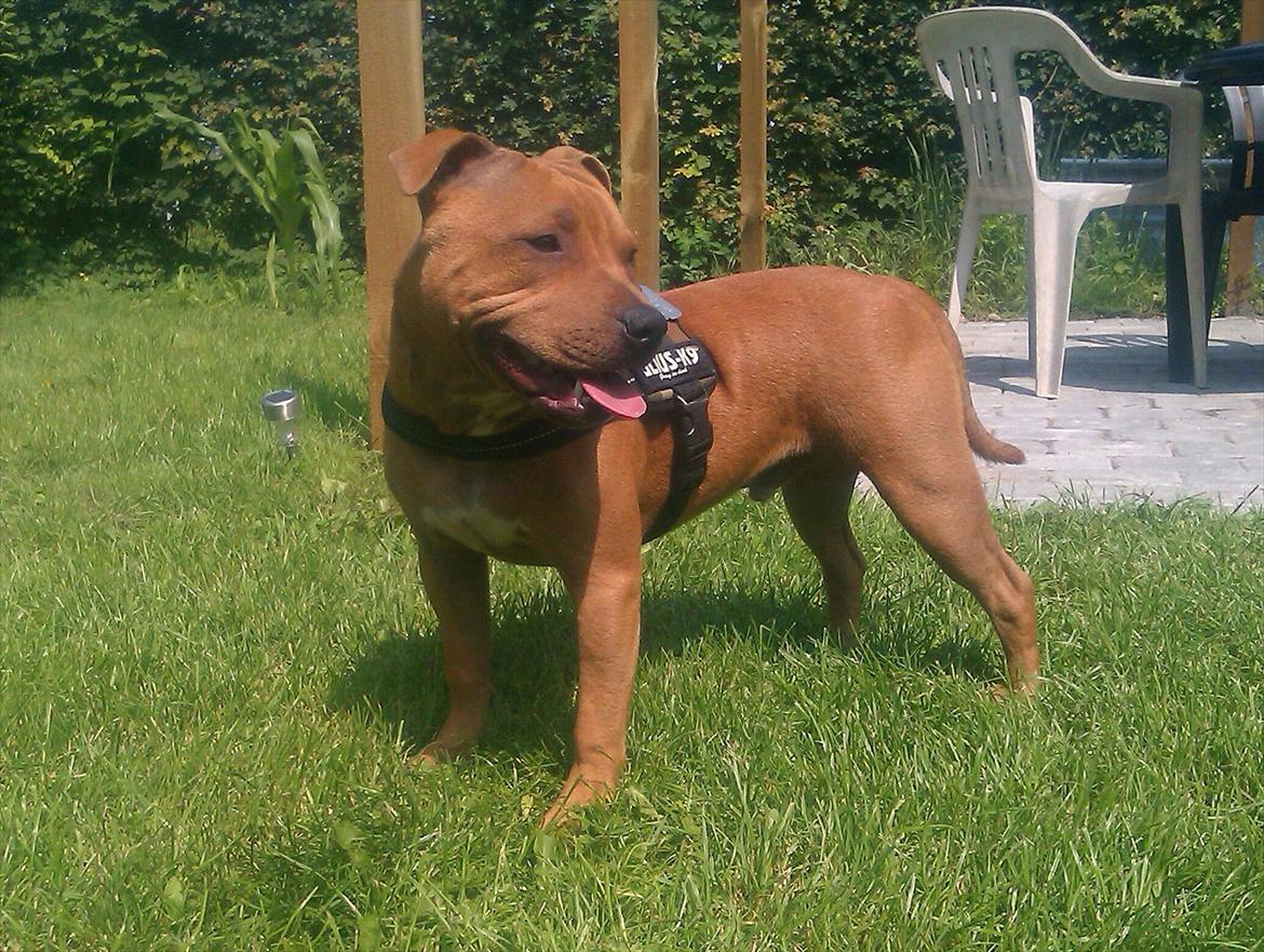 Staffordshire bull terrier Milo billede 12