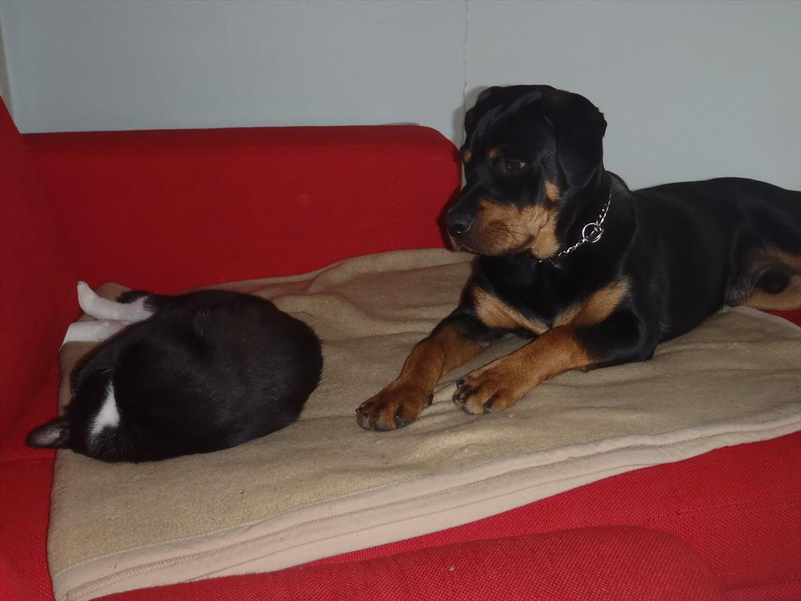 Rottweiler Samson - Tæt på :) billede 15