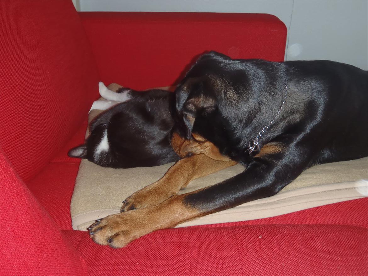 Rottweiler Samson - Katten sov så godt den ik opdagede noget. Pludselig vågnede den og knurrede :( Men de har lagt op af hinanden nu :D billede 16