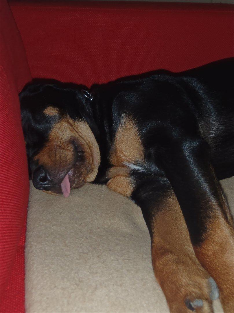 Rottweiler Samson - Sikke et trick at lære ham hehe ;) billede 17