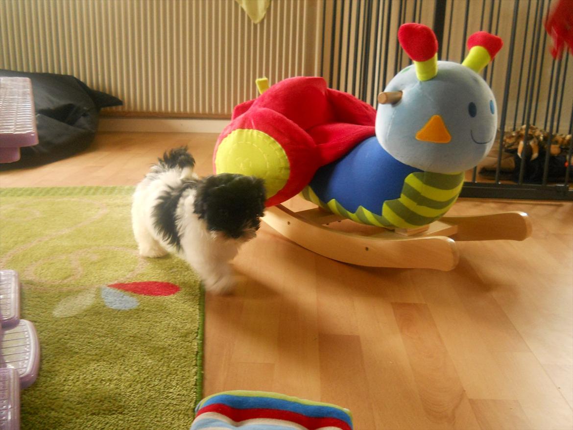 Bichon havanais calleø Pretty Bear`s Raymond (Hannibal) - Calløe  Pretty Bear`s  Raymond billede 1