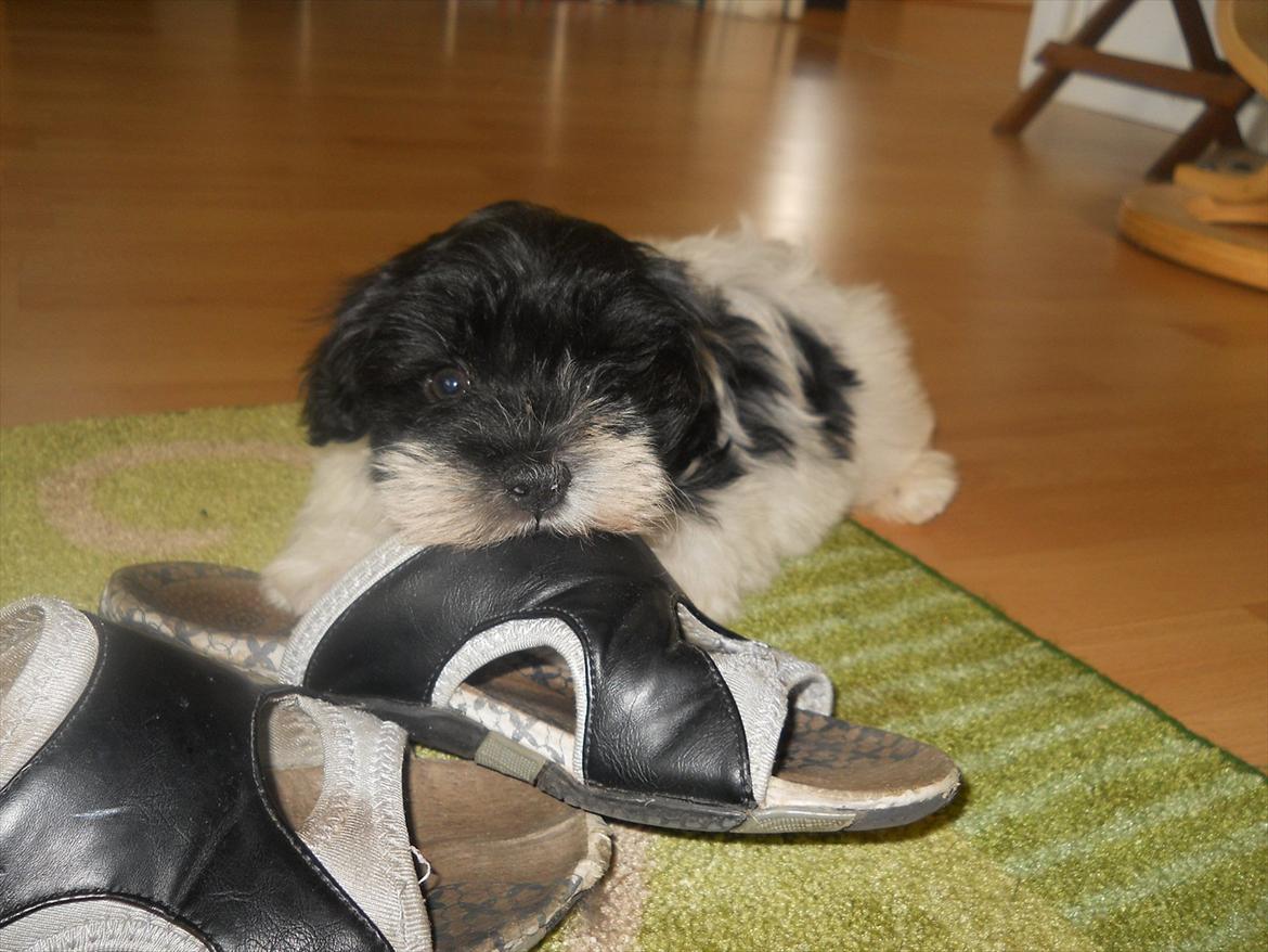 Bichon havanais calleø Pretty Bear`s Raymond (Hannibal) billede 2