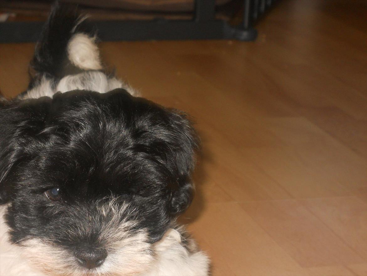 Bichon havanais calleø Pretty Bear`s Raymond (Hannibal) billede 3