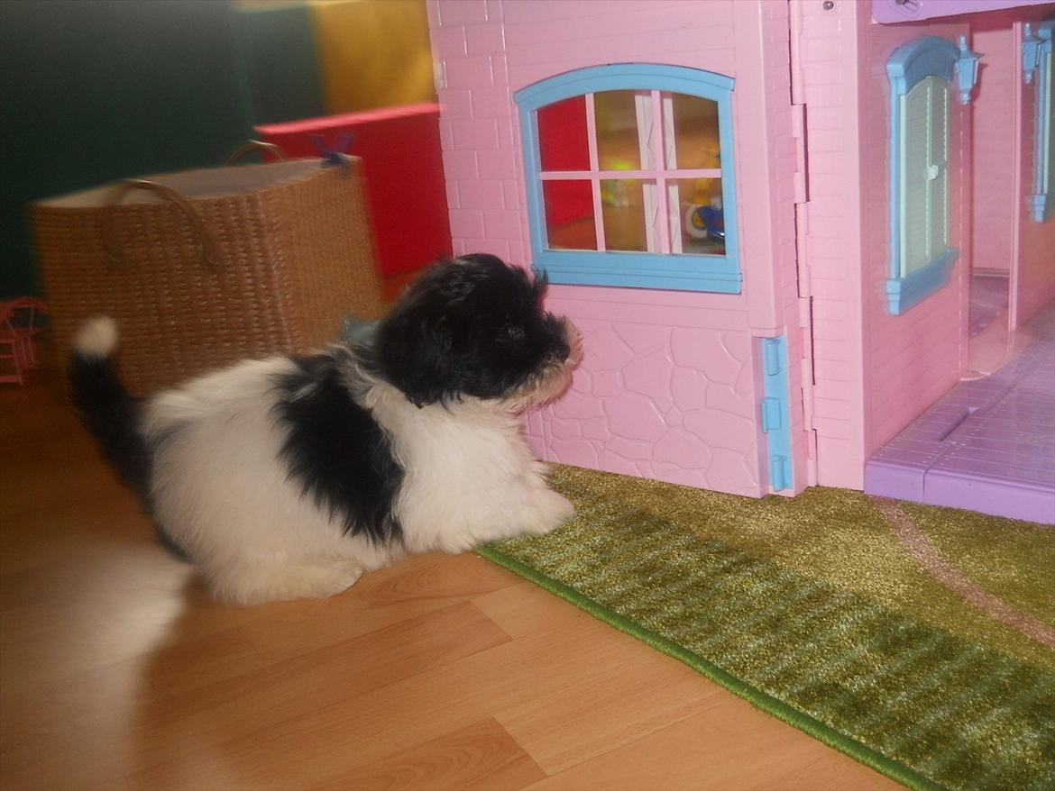 Bichon havanais calleø Pretty Bear`s Raymond (Hannibal) billede 4