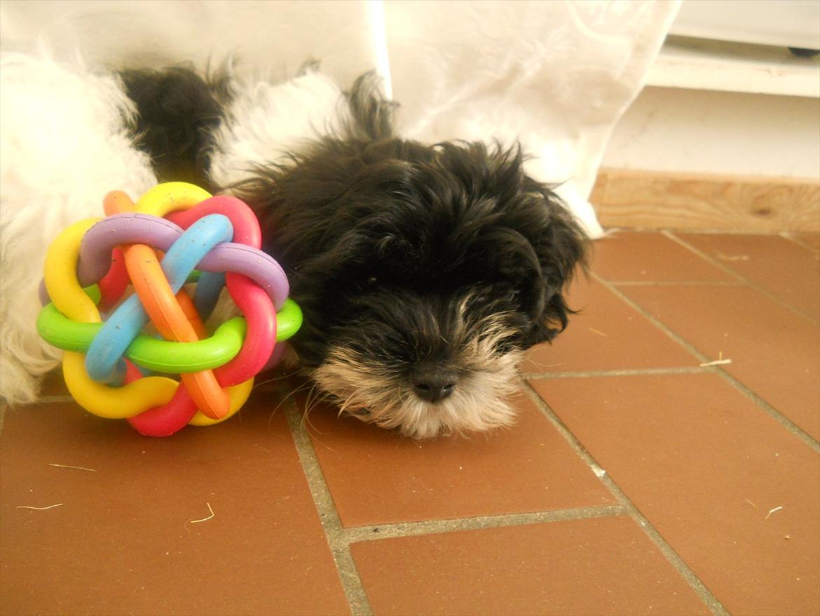 Bichon havanais calleø Pretty Bear`s Raymond (Hannibal) billede 5