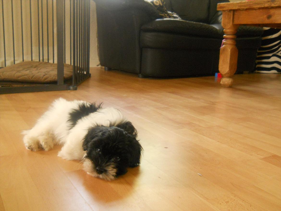 Bichon havanais calleø Pretty Bear`s Raymond (Hannibal) billede 6