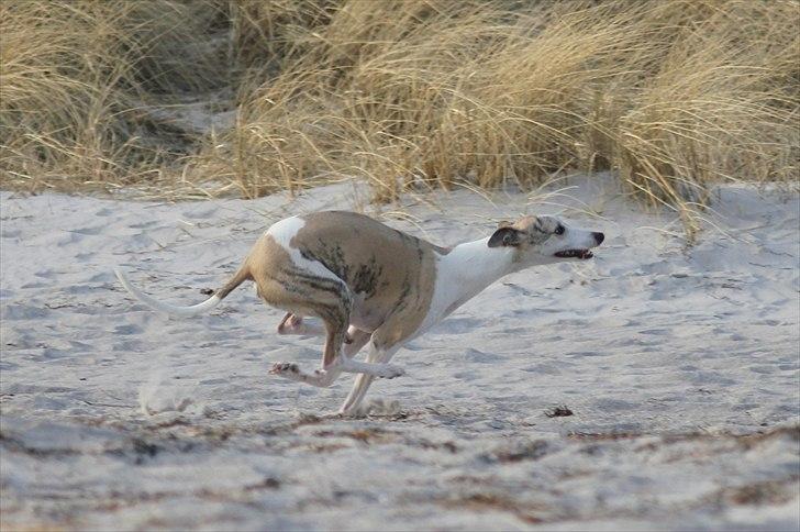 Whippet Hugo (Himmelhund) billede 6