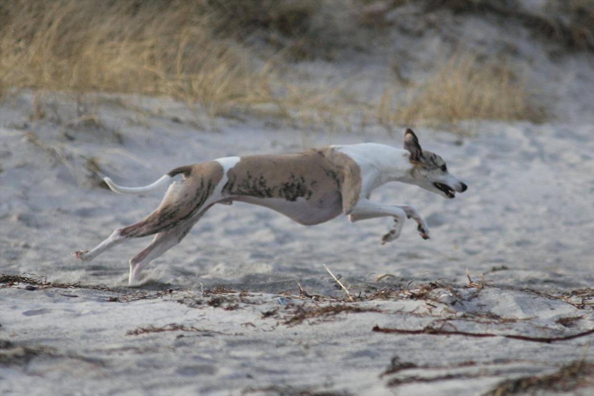 Whippet Hugo (Himmelhund) billede 3