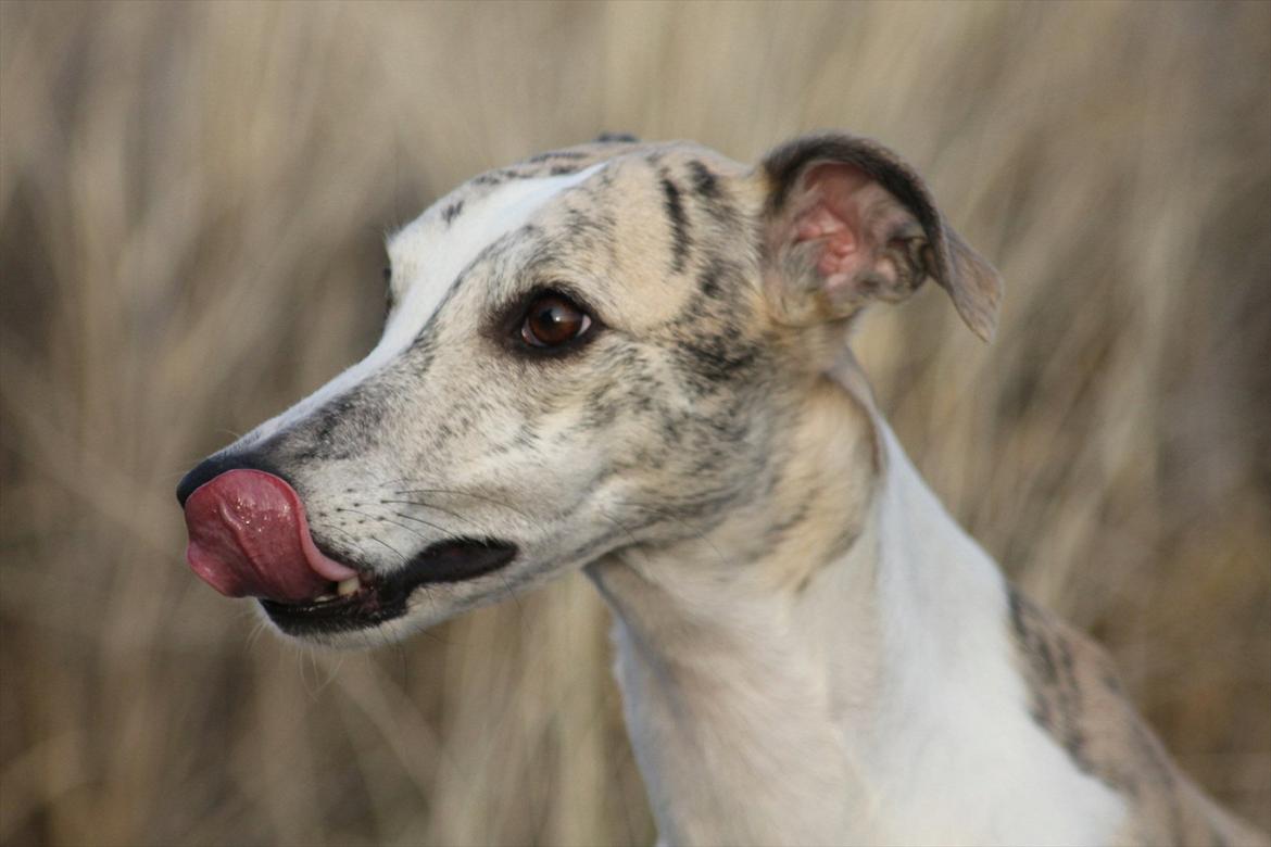 Whippet Hugo (Himmelhund) billede 5