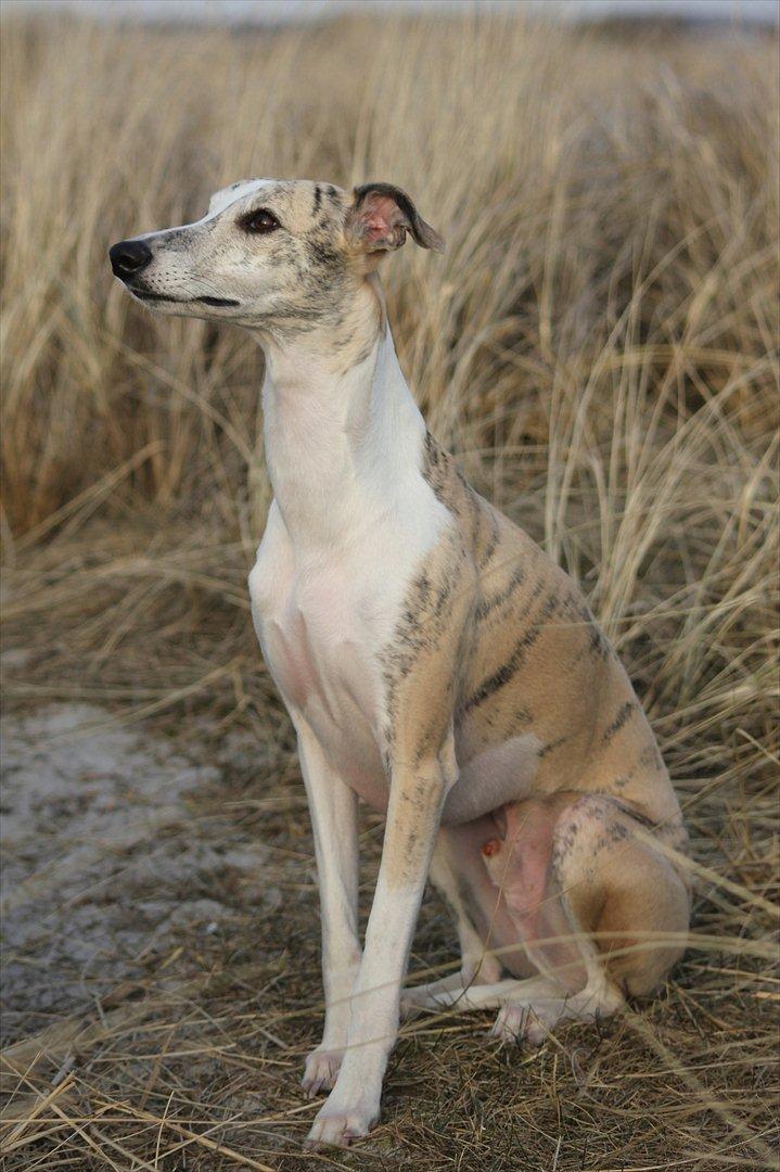 Whippet Hugo  billede 8