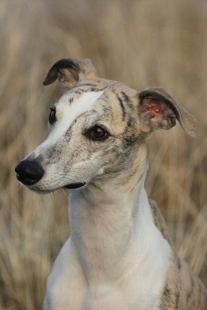 Whippet Hugo (Himmelhund) billede 4