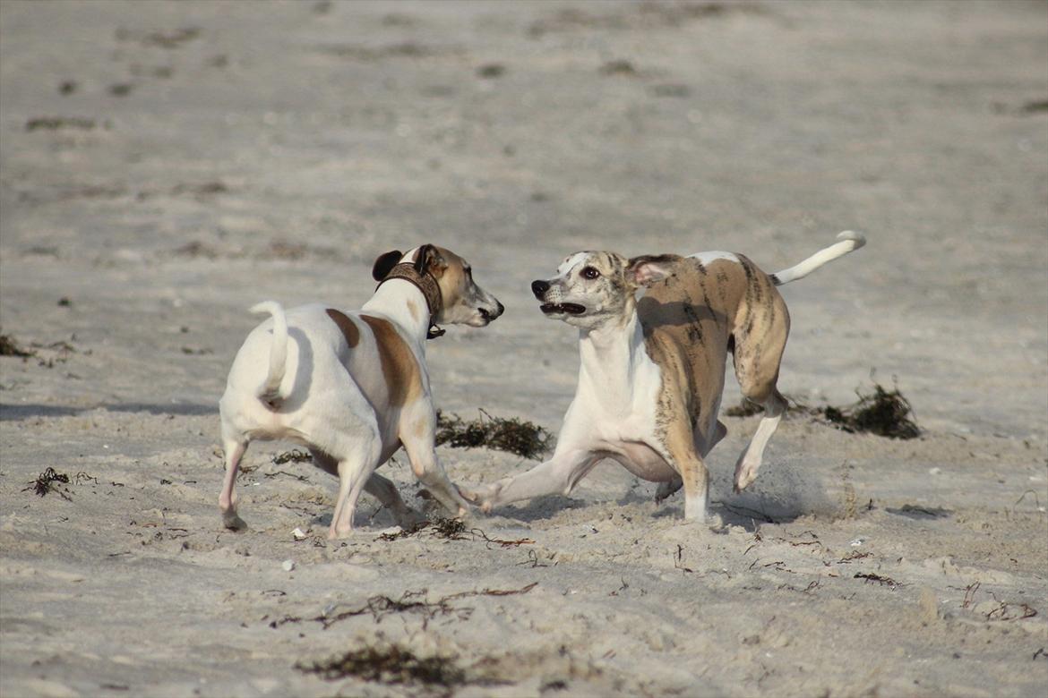 Whippet Hugo  billede 7