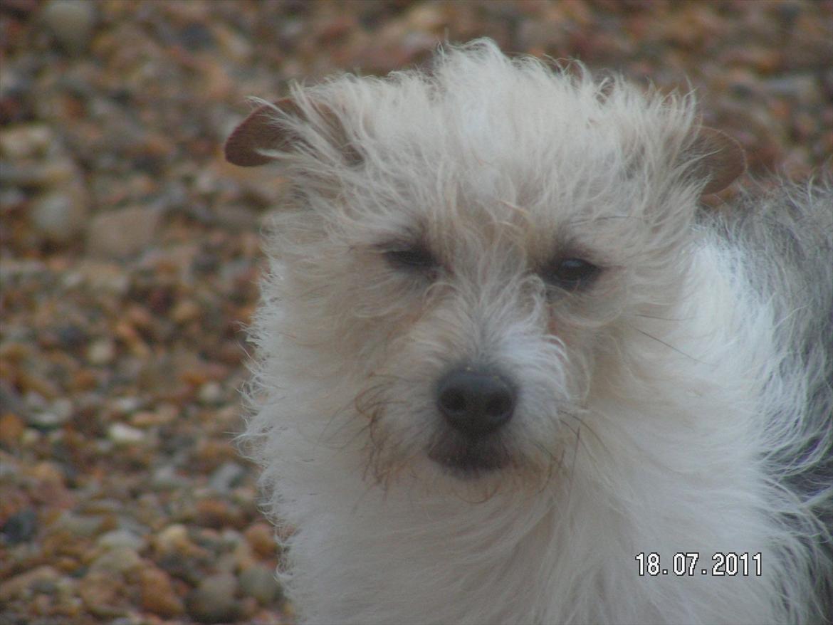 Jack russell terrier Tot - Uhhh blæsevejr XD billede 10