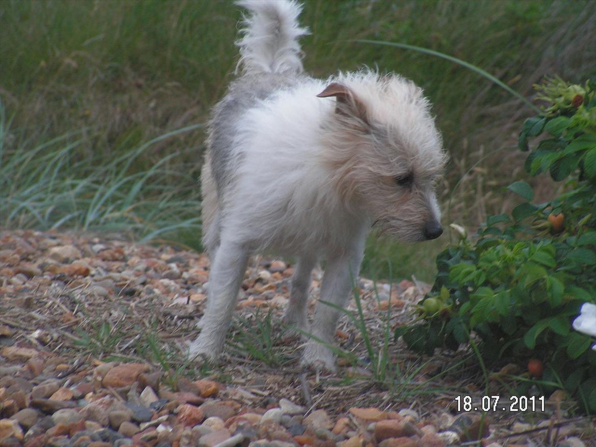 Jack russell terrier Tot billede 11