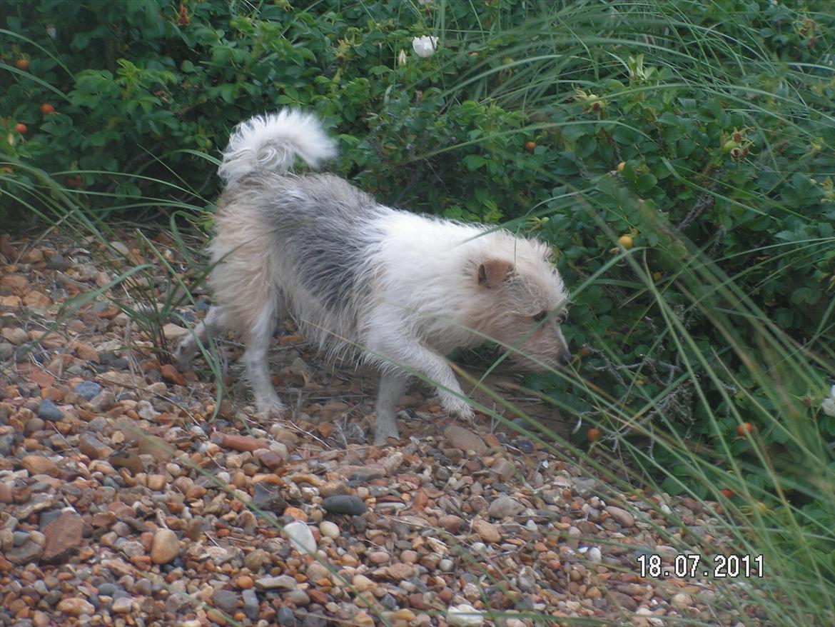 Jack russell terrier Tot - Tot går på opdagelse :) billede 12