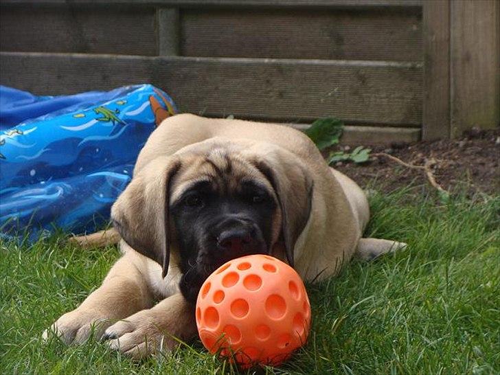 Mastiff hugedogge Veronica billede 2