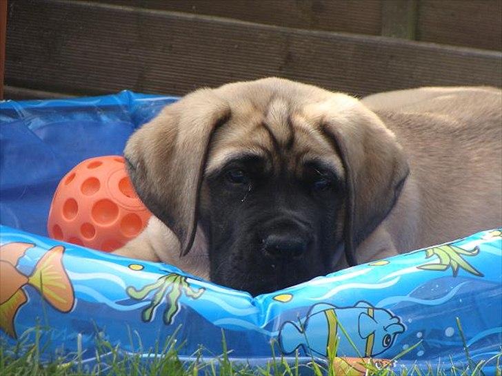 Mastiff hugedogge Veronica billede 3