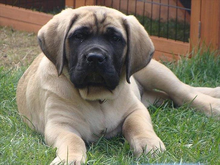 Mastiff hugedogge Veronica billede 4