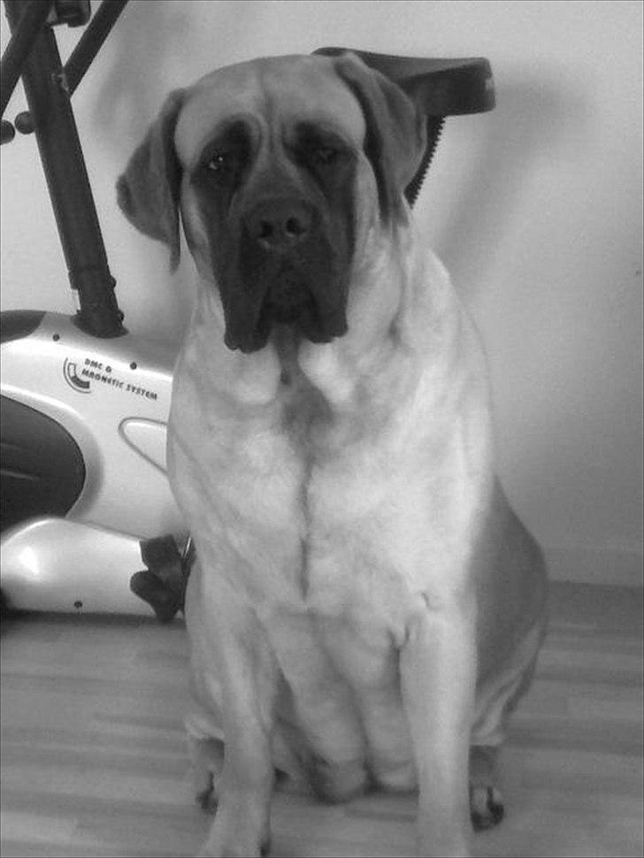 Mastiff hugedogge Veronica billede 5