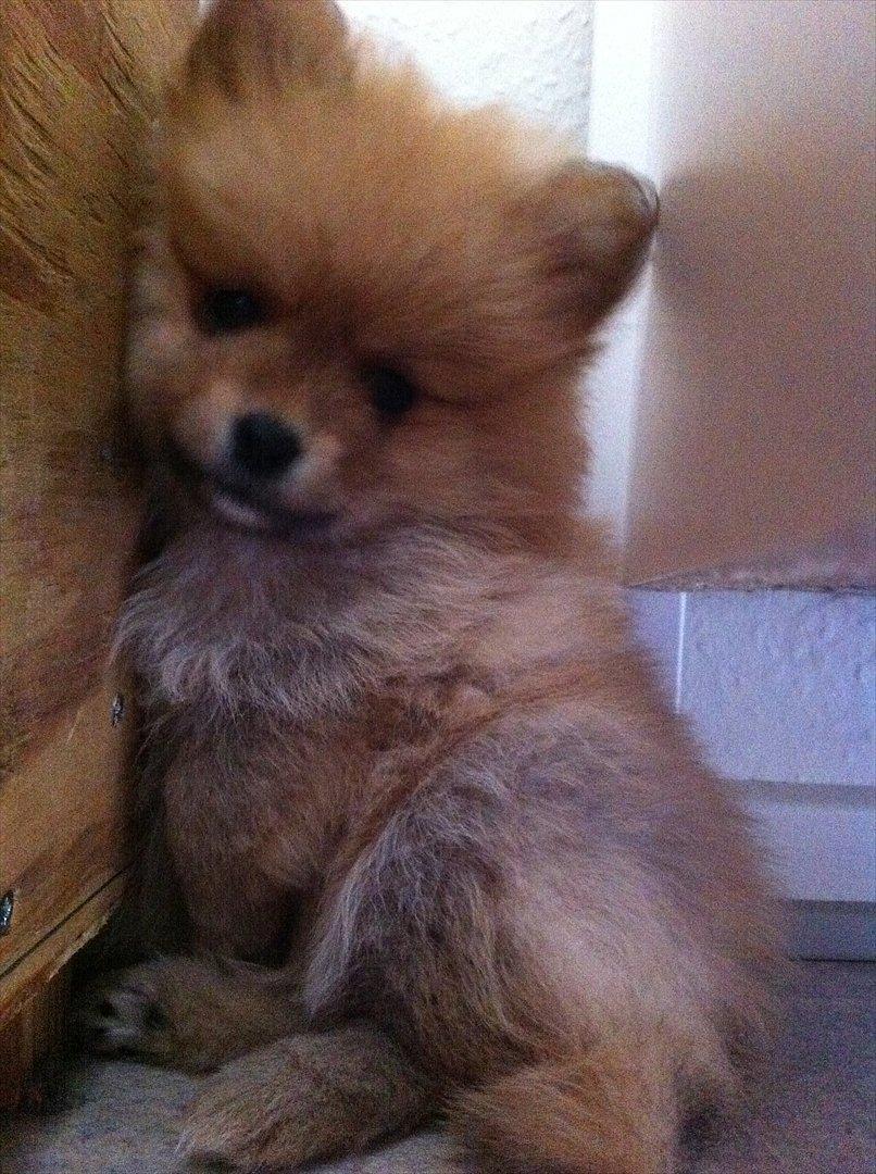 Pomeranian Nala billede 6