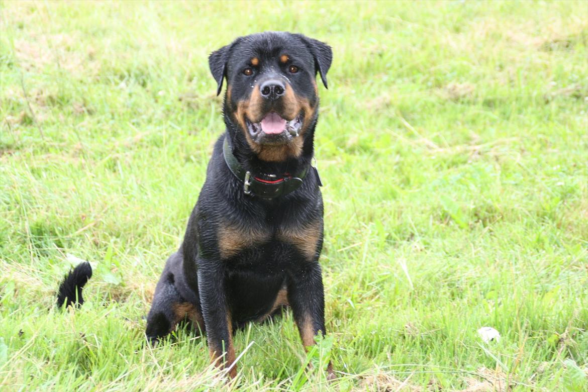 Rottweiler Barni - nyt billede 4