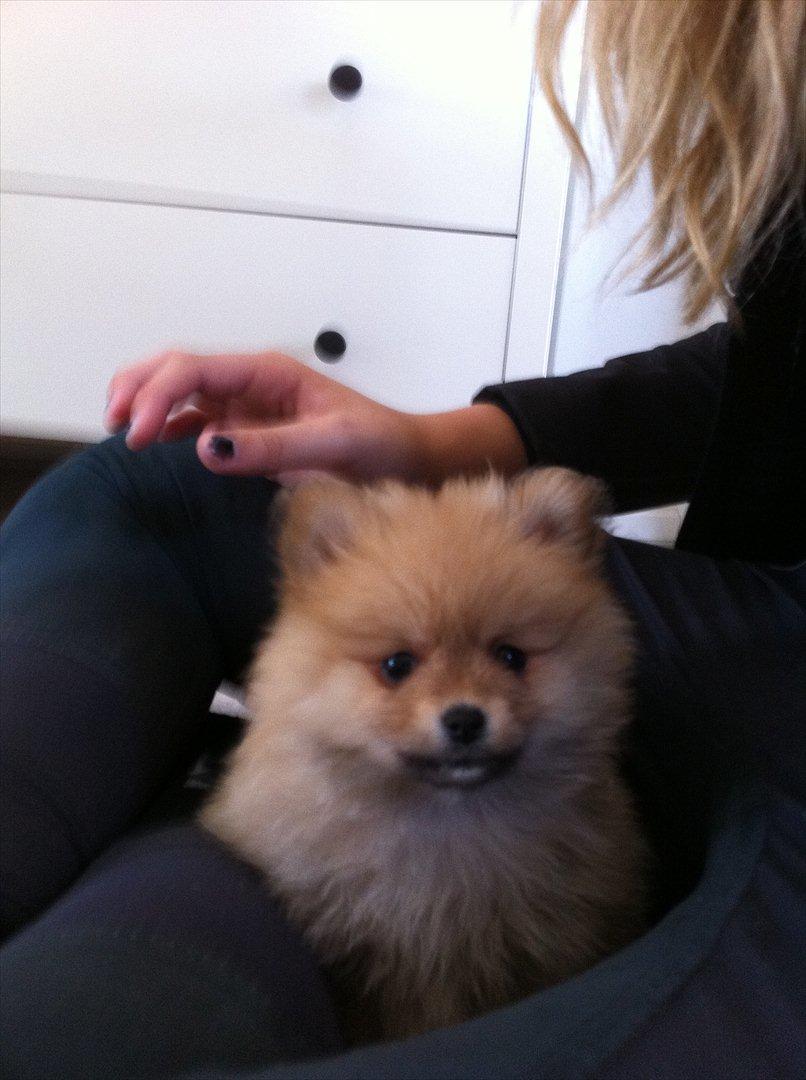 Pomeranian Nala billede 8