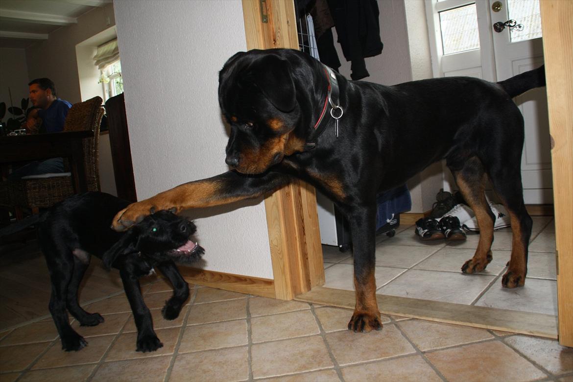 Rottweiler Barni -  du kan få en dumme flad billede 5