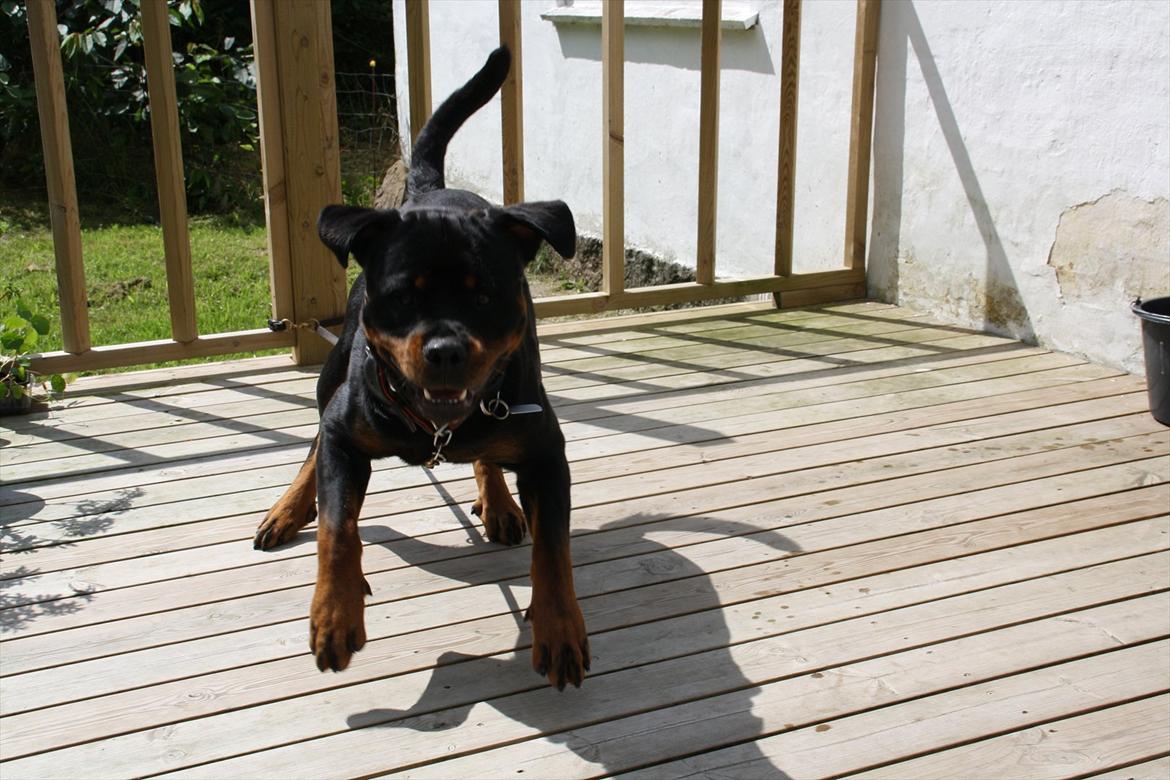 Rottweiler Barni - nyt, han er utilfreds over at blive sat i snor da han kom til skade med trædepuden billede 3