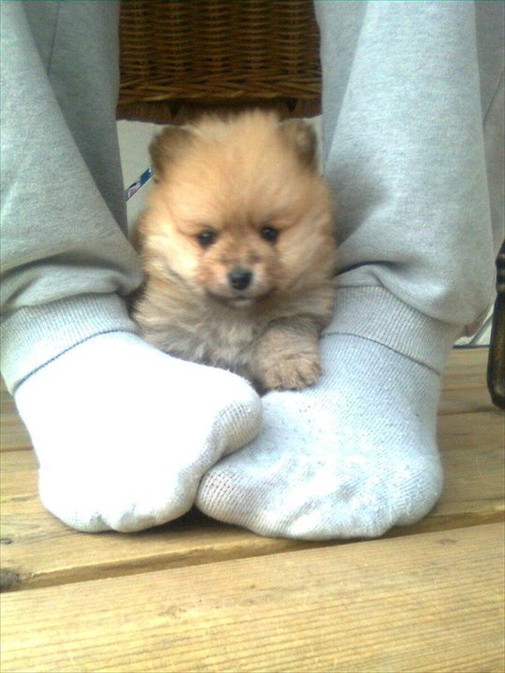 Pomeranian Nala billede 1