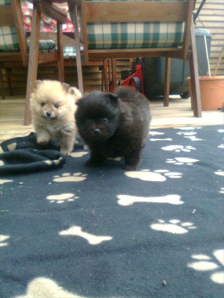 Pomeranian Nala - nala og hendes bror billede 2
