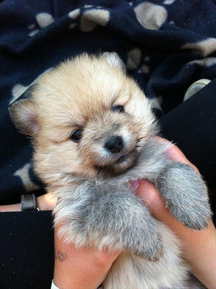 Pomeranian Nala billede 3