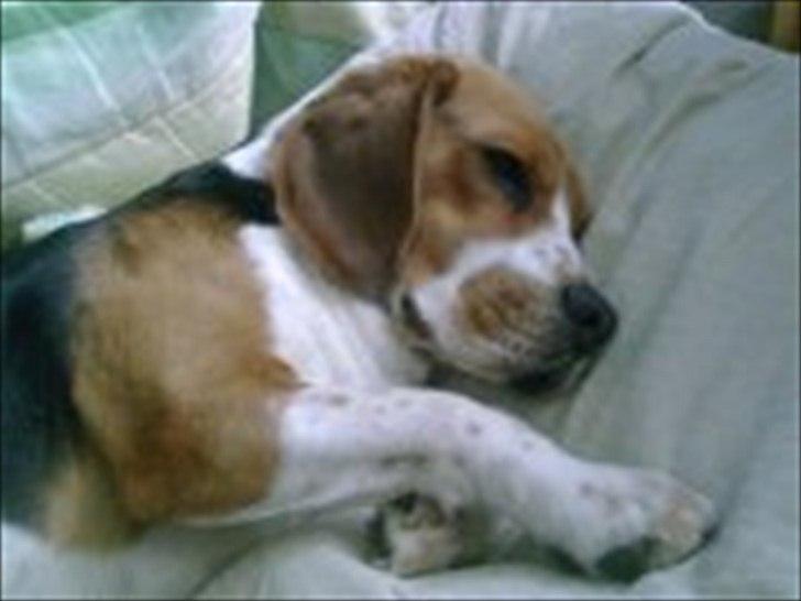 Beagle Hermann - Han Ligger og sover. billede 1