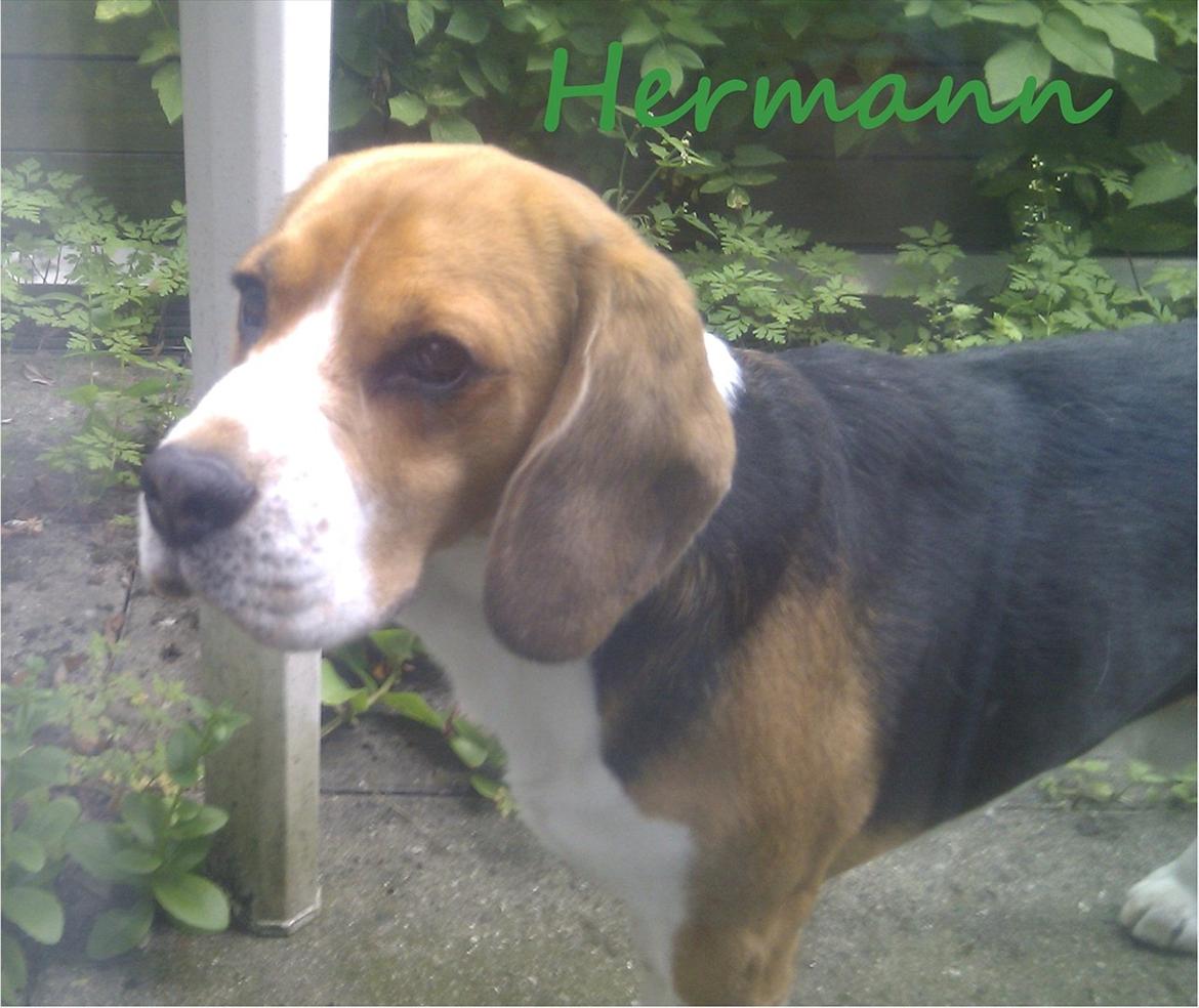 Beagle Hermann - Han ville ikke kigge på mig da han så en kat. Han elsker alle dyr:) billede 2