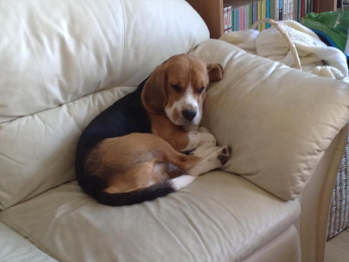 Beagle Hermann - Han har lige været ude at gå. billede 3