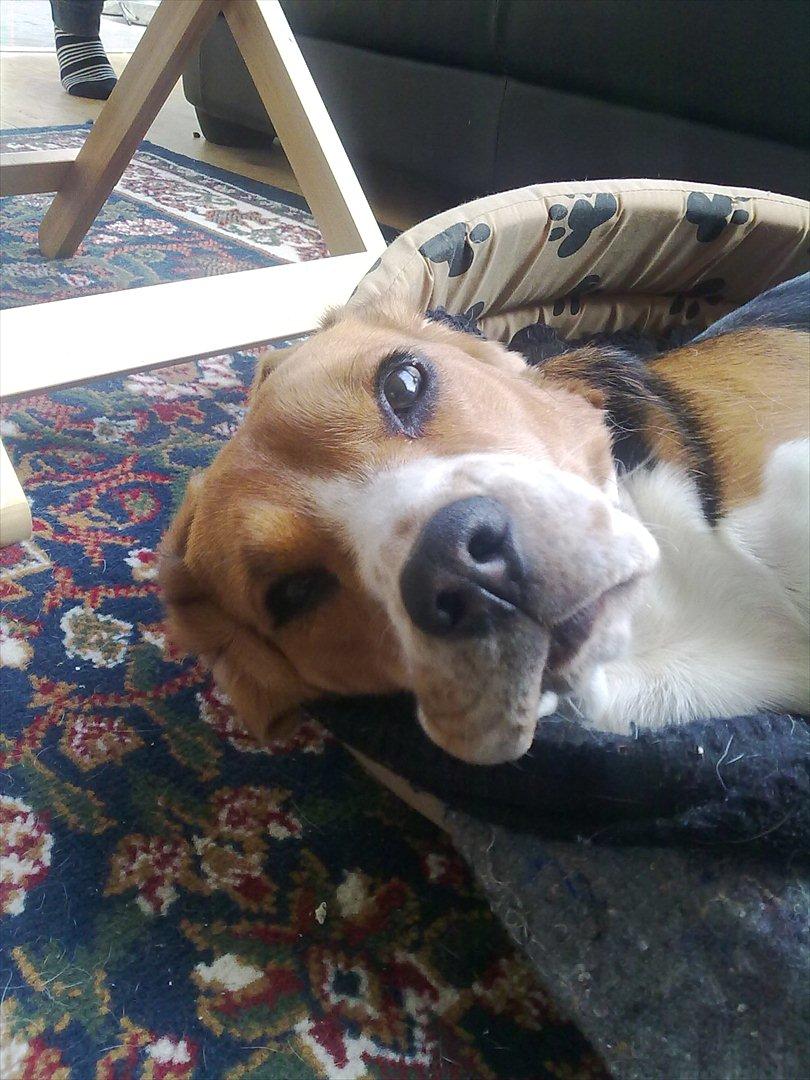 Beagle Hermann - Hej billede 4