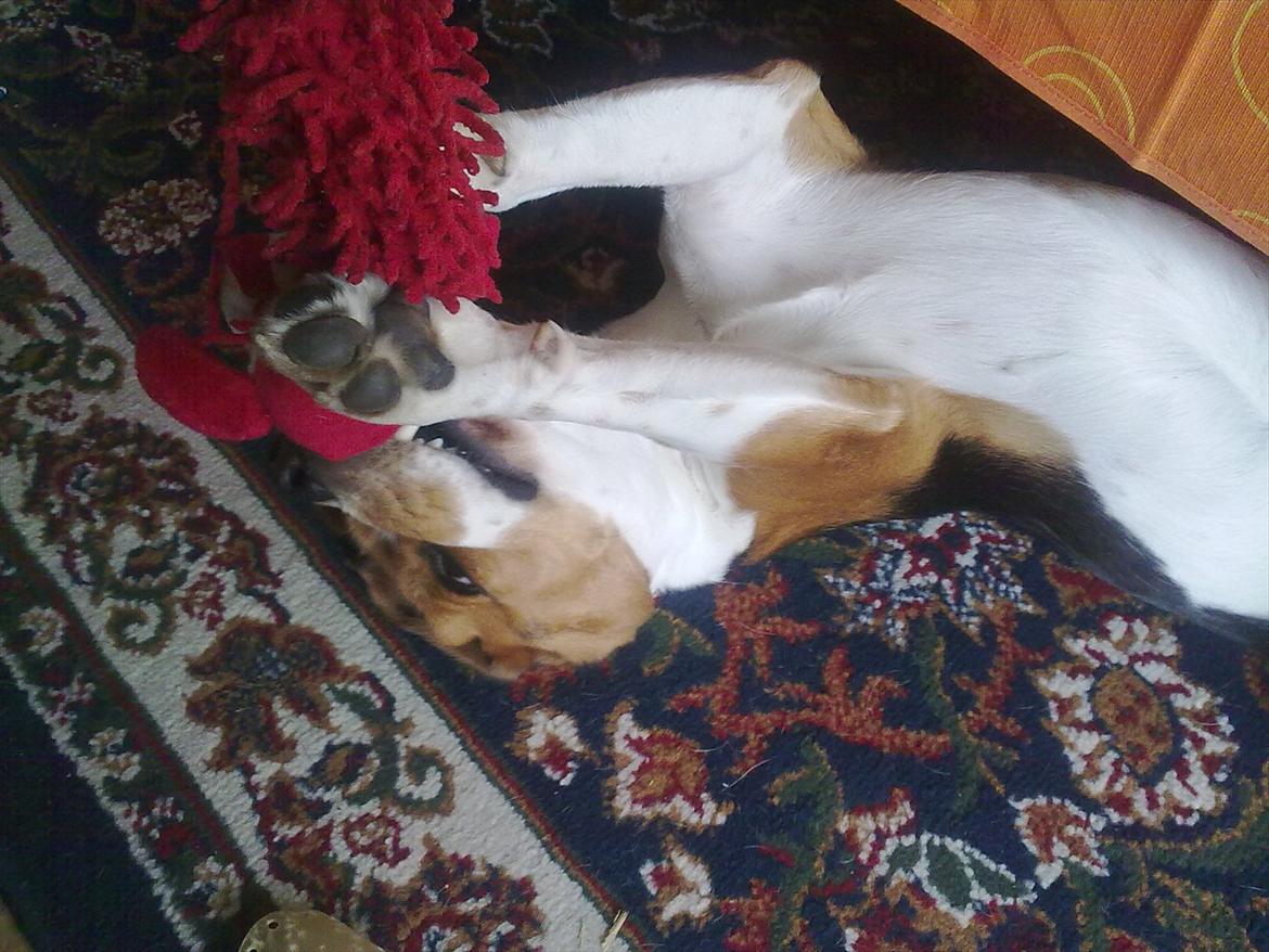 Beagle Hermann - Der skal også være plads til leg billede 5