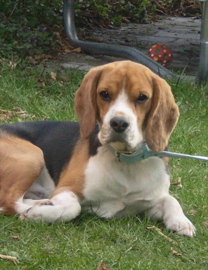 Beagle Hermann - Et billed fra før vi fik ham billede 6